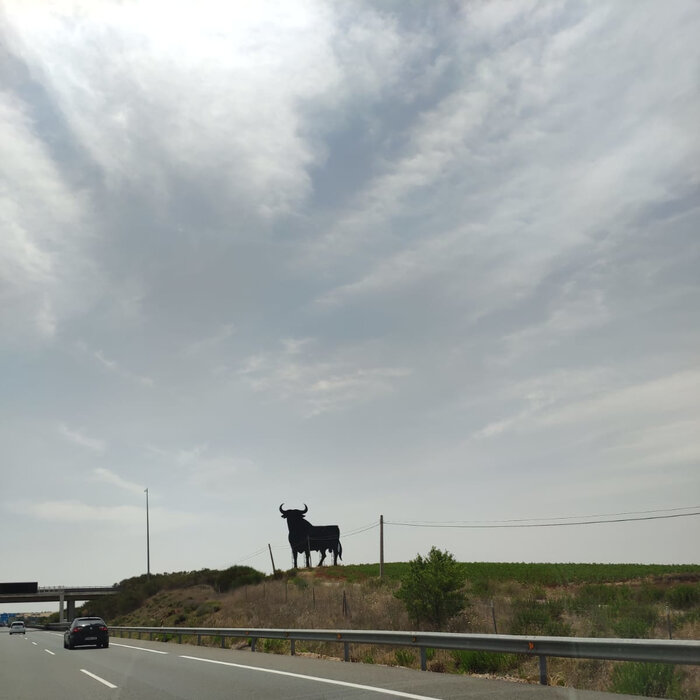 toro en carretera